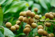 What a gardener should know about planting a longan tree