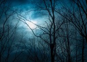 Letters to the editor: December 10, 2025 (GI joke, New York Health Act, wood