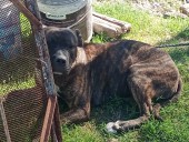 Un hombre quedó internado tras ser atacado por dos perros en barrio Parque República