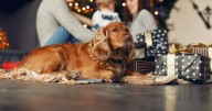 ¿Cómo cuidar a tus mascotas en Navidad?: riesgos, consejos y qué evitar en estas fiestas
