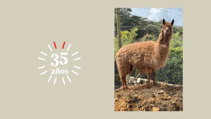Ámbar: la llama rescatada que tiene nuevo hogar