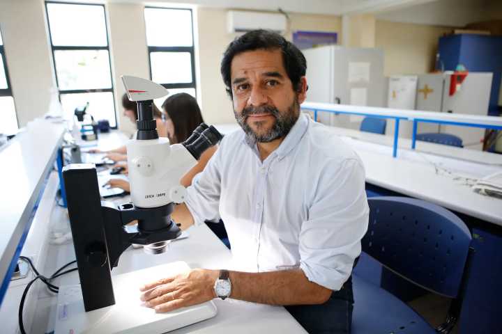 Con apoyo del Gore, investigación confirma que abejas nativas vibradoras mejoran la polinización de cultivos en Chile