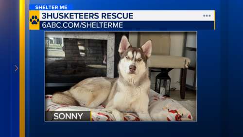 Shelter Me: Meet Sonny, a loveable giant from 3 Husketeers Rescue in Spring City, Pennsylvania