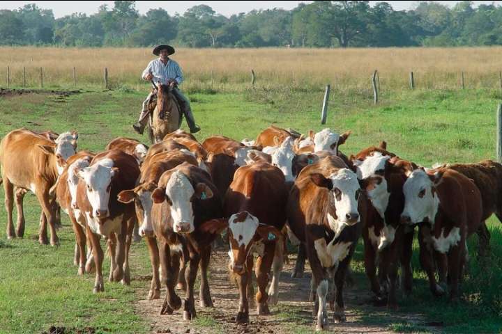 Impuesto a los gases de las vacas: para ganadero entrerriano es una iniciativa “disparatada”