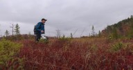 Peatlands are protecting Minnesota's ecosystem. Scientists are working to restore them