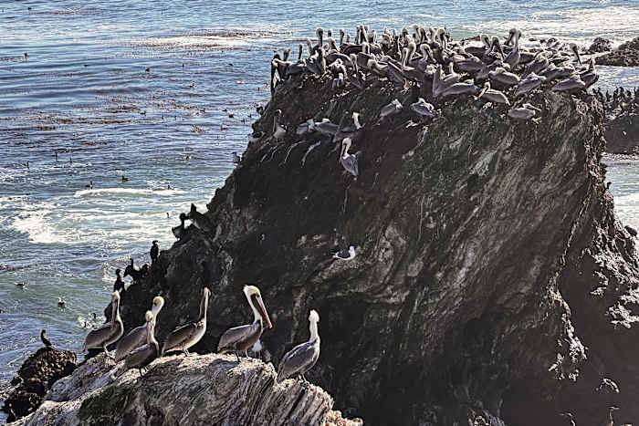 A brown pelican 'feeding frenzy' is an encouraging sign for the often