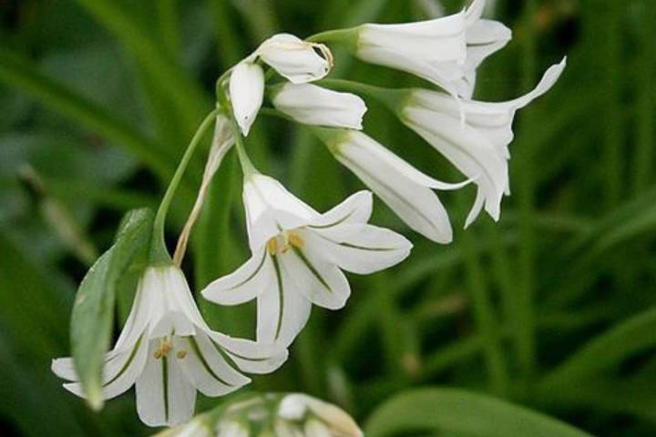 "Lágrimas de la Virgen". En qué parte de la casa hay que colocar esta planta para que crezca sana y resista el invierno