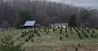 French Creek Christmas Trees offers choose-and-cut experience and holiday fun to central West Virginia