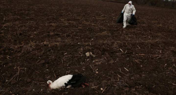 Alerta en España por muerte de más de 100 cigüeñas en Madrid por gripe aviar en las últimas 24 horas