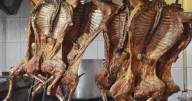 Este año no hubo cabritos disponibles; restaurantes pasan semanas sin recibir un solo animal