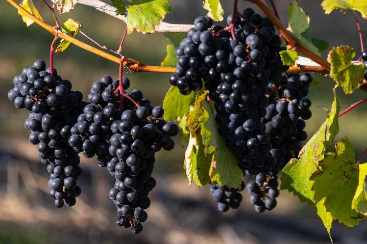 Old Mission winery sues, saying township ‘refuses to accept’ $50M court loss