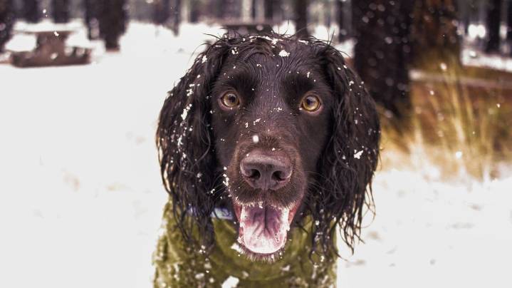 Don't forget pets when preparing for winter's cold. Here's what experts recommend