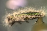 U of M scientists find fungi can fight emerald ash borers