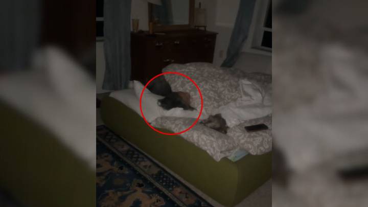 Florida Couple’s Loving Bedtime Tradition For Senior Dog Wins Over Hearts Everywhere