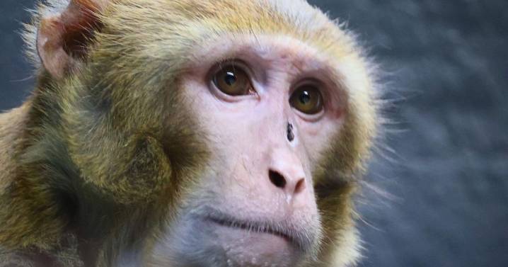 Former research monkey that escaped Miss. highway wreck finds new home at Lacey animal refuge