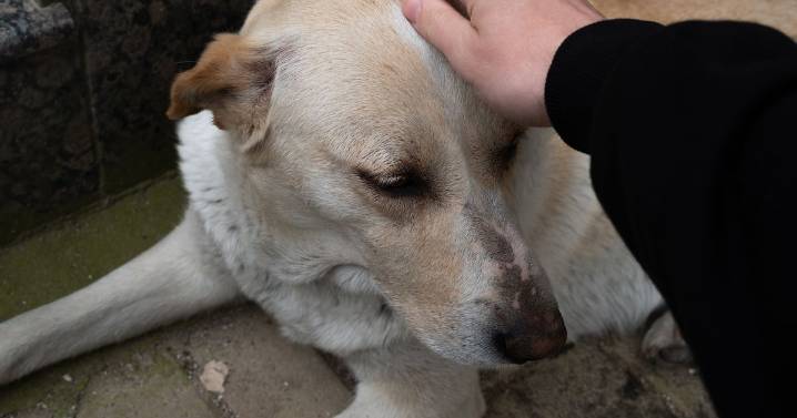 Kind stranger rescues sick street dog and gives her life 'she deserves'