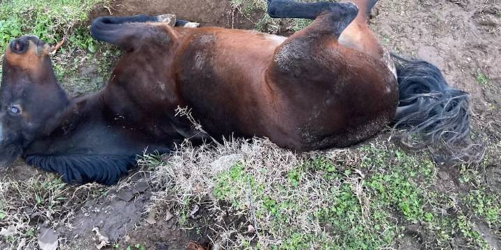 Horse rescued after getting stuck in Tennessee ditch