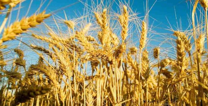 “El trigo viene con rindes históricos, pero la proteína cayó fuerte”, alertan en el norte bonaerense