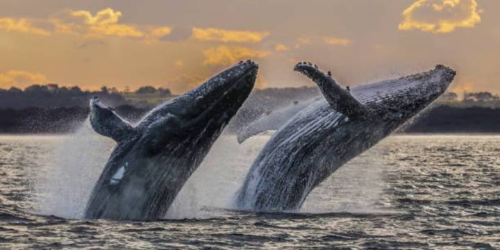 Cuáles son las especies de ballenas que llegan a México cada invierno