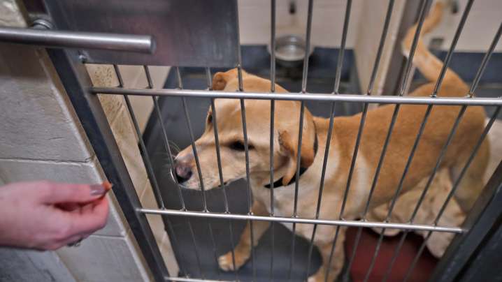 Indianapolis Animal Care Services: "We are out of space,' needs adopters
