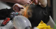 Sun bear undergoes procedure to remove cysts in bid to protect future of species