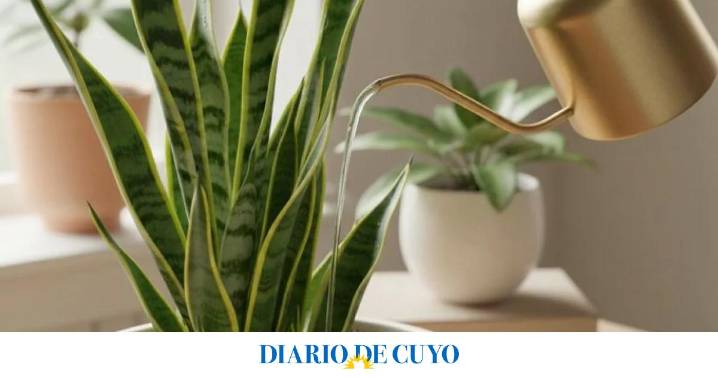 Regar la lengua de suegra: cada cuánto hay que hacerlo en verano