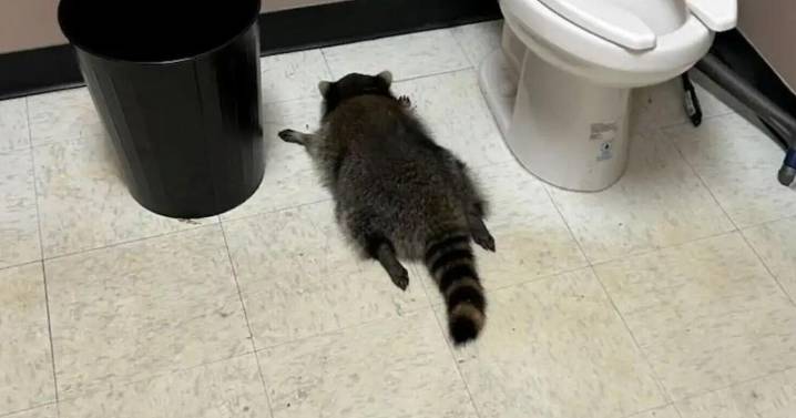 Late night out! Drunk raccoon found passed out in liquor store bathroom