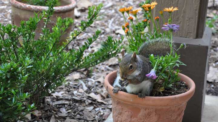Don’t let squirrels steal your bulbs — here’s how I keep them out of my planters