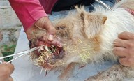 Personal de Salud Municipal salva a caninos lesionados por espinas de puercoespín