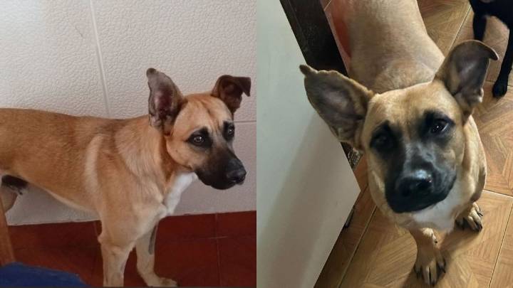 Buscan desesperadamente a Gino, un perro perdido en Campo Contreras