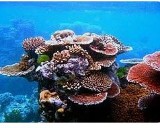 Descubrimiento de un coral resistente al calor abre nuevas posibilidades para la recuperación de los arrecifes