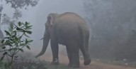 Odisha: Forest Dept exhumes skeletal remains of elephant ‘Ramu’
