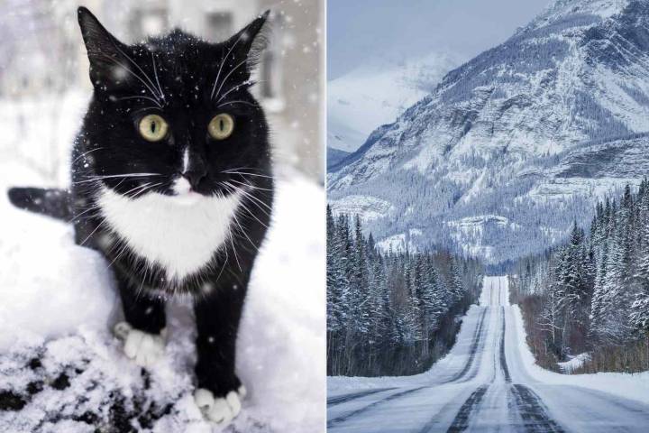 Cat Survives 5 Months Alone in the Canadian Rockies After Escaping on Trip