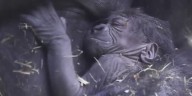 Wild Inside with Zoo Knoxville’s new baby gorilla