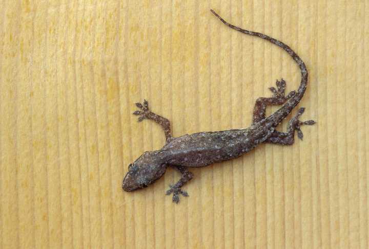 5 Practical Ways to Keep Lizards Out of Your Home