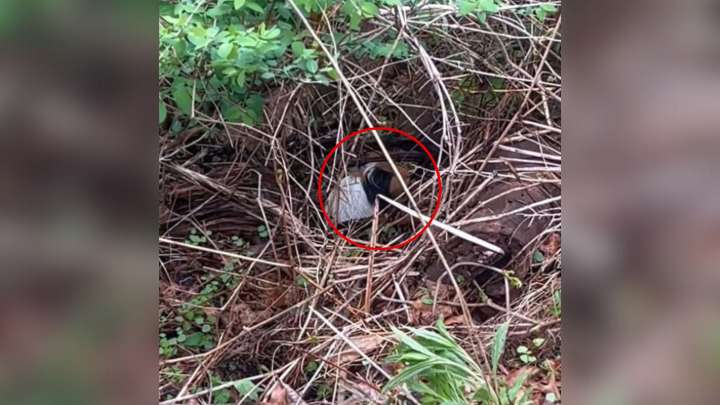 Massachusetts Hiker Follows Rustling Leaves And Finds Something He Never Expected