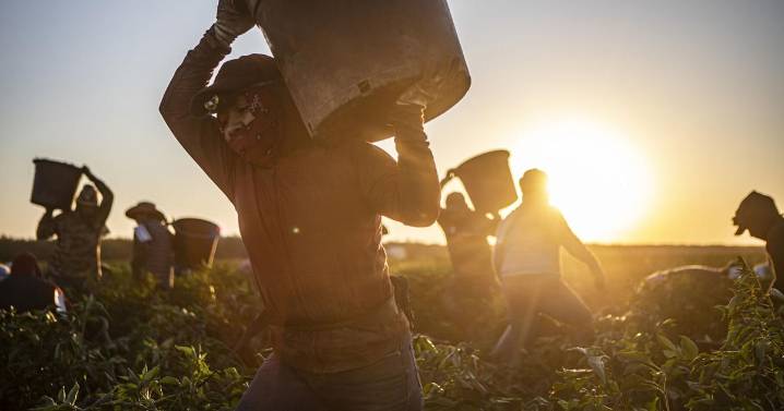 ‘They still need care’: Why California migrant workers are avoiding medical clinics