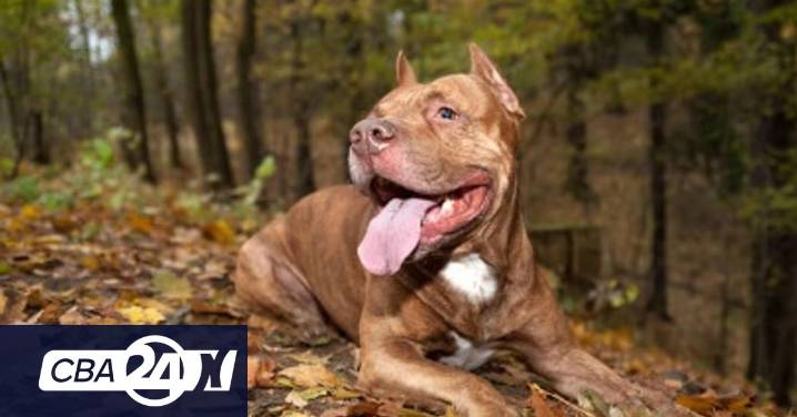 Otro ataque de un pitbull: un bebé de un año está grave