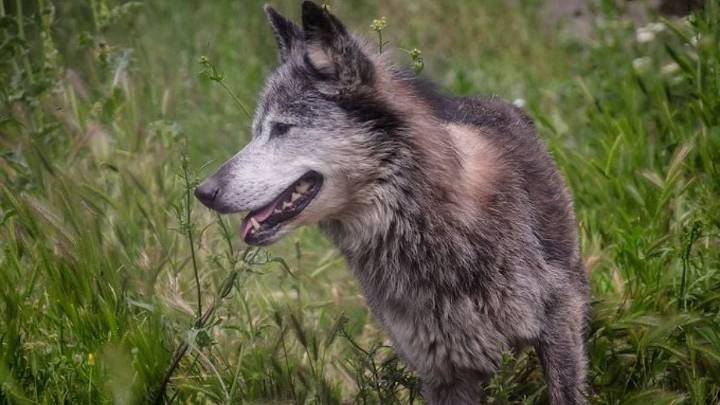 Uttar Pradesh: 4-Month-Old Infant Dragged Away By Wolves In Bahraich; Search Underway