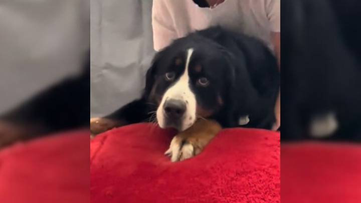 Colorado Rescue Pup's Hesitant First Steps Onto A Bed Reveal A Heartbreaking Past And Healing Present