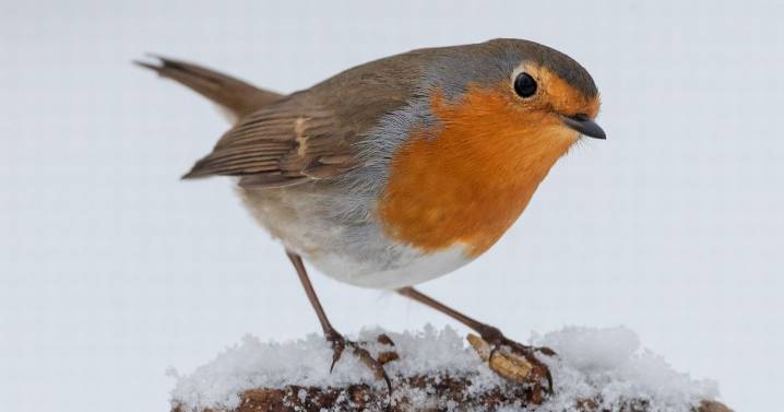 Attract robins to garden: 1 food you need to ensure they keep visiting before Christmas