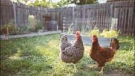 Backyard flock owners urged to guard against avian influenza during migration season