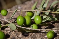 Castilla-La Mancha prevé una campaña de aceituna con menos kilos pero más rendimiento