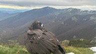 El buitre negro rescatado en ferial de las fiestas patronales de Lugo vuelve a volar en Os Ancares