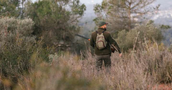 Las claves de la caza sin límite de jabalí en Castilla y León para prevenir la peste porcina: fechas y dispositivos autorizados