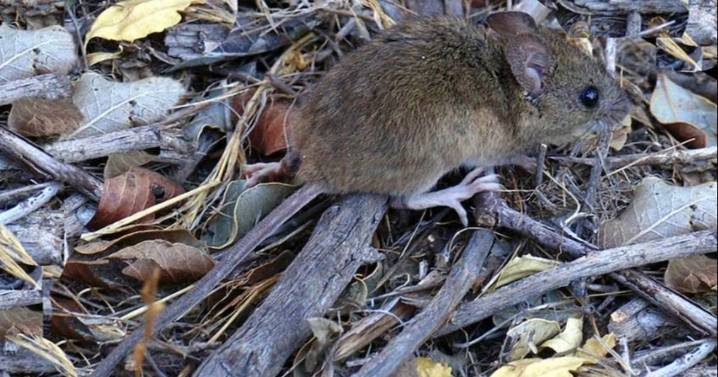 Aumentaron los casos de hantavirus en el país
