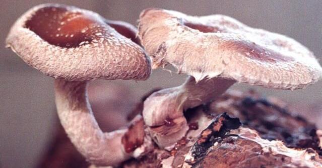 Guide to poisonous mushrooms available as download