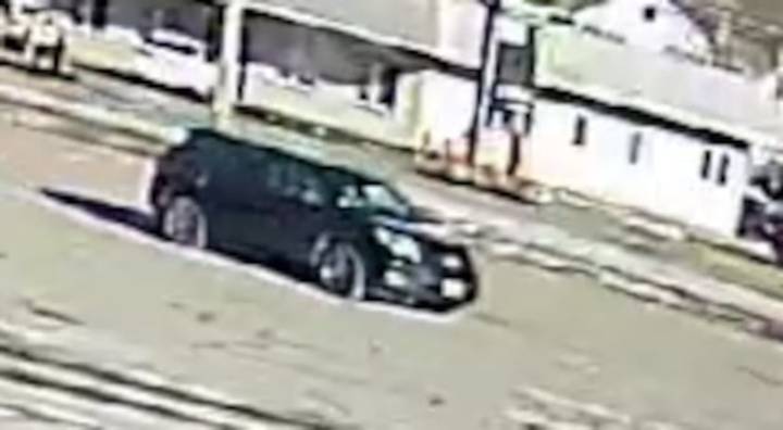 Public asked to help identify vehicle that ran over and killed seagulls in Tewksbury