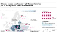 [Infografía] Miles de cerdos sacrificados y pérdidas millonarias por la peste porcina en la UE