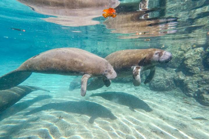 Proposed changes to Endangered Species Act threaten manatees